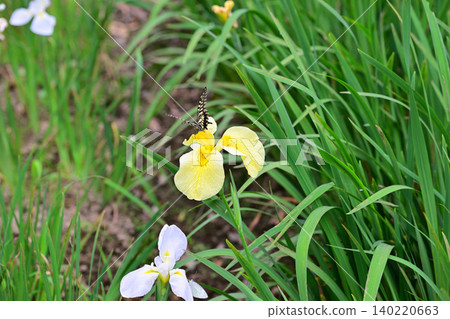 Swallowtail butterflies flutter about, irises in full bloom, photographed with a macro lens. 140220663