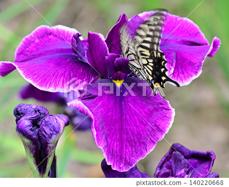 Swallowtail butterflies flutter about, irises in full bloom, photographed with a macro lens. Swallowtail butterflies flutter about, irises in full bloom, photographed with a macro lens. 140220668