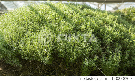 Ansan,Botanical Garden Ansan,Botanical Garden 140220769