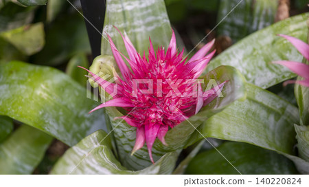 Ansan,Botanical Garden 140220824