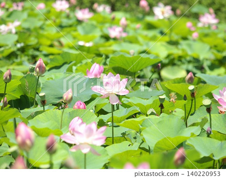 Ancient lotus flowers blooming in the pond Ancient lotus flowers blooming in the pond 140220953