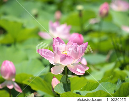 風景與古老的蓮花 風景與古老的蓮花 140220955