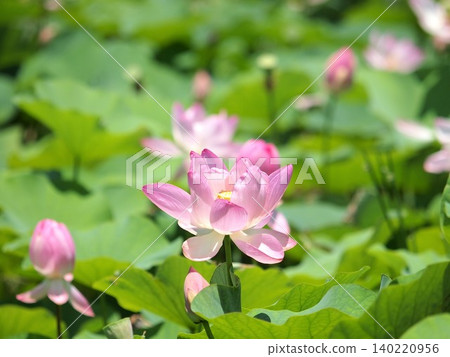 風景與古老的蓮花 風景與古老的蓮花 140220956