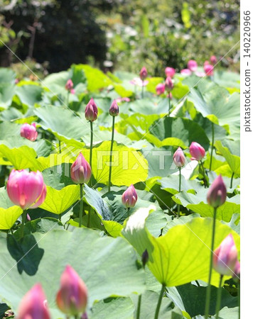 Landscape with ancient lotus flowers 140220966