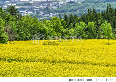 Rapeseed flowers blooming in early summer at the flower fields of San-no-Kura Plateau (ski resort), Kitakata City, Fukushima Prefecture. Rapeseed flowers blooming in early summer at the flower fields of San-no-Kura Plateau (ski resort), Kitakata City, Fukushima Prefecture. 140221078