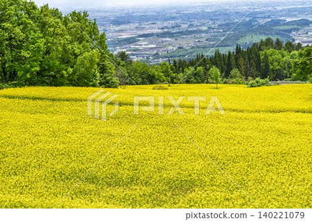 Rapeseed flowers blooming in early summer at the flower fields of San-no-Kura Plateau (ski resort), Kitakata City, Fukushima Prefecture. Rapeseed flowers blooming in early summer at the flower fields of San-no-Kura Plateau (ski resort), Kitakata City, Fukushima Prefecture. 140221079