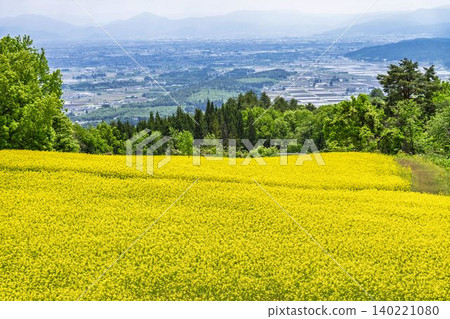 Rapeseed flowers blooming in early summer at the flower fields of San-no-Kura Plateau (ski resort), Kitakata City, Fukushima Prefecture. Rapeseed flowers blooming in early summer at the flower fields of San-no-Kura Plateau (ski resort), Kitakata City, Fukushima Prefecture. 140221080