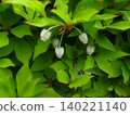 Daeda Dunziae 140221140