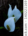 Water Basho blooming in Oze Water Basho blooming in Oze 140221169