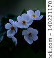 Lotus flowers blooming in Oze Lotus flowers blooming in Oze 140221170