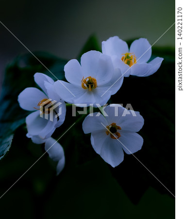 奧澤盛開的蓮花 奧澤盛開的蓮花 140221170