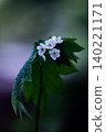 Diphylleia grayi blooming in Oze Diphylleia grayi blooming in Oze 140221171