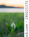 Sunset and skunk cabbage Sunset and skunk cabbage 140221172