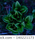 Veratrum stamineum growing wild in Oze Veratrum stamineum growing wild in Oze 140221173