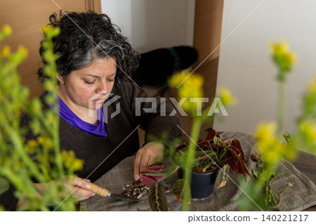 Woman Repotting Prayer Plant at Home Woman Repotting Prayer Plant at Home 140221217