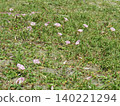Pink flowers of the beach morning glory on Kemigawahama beach 140221294