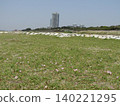 Pink flowers of the beach morning glory on Kemigawahama beach 140221295