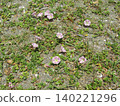 Pink flowers of the beach morning glory on Kemigawahama beach 140221296
