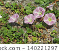 Pink flowers of the beach morning glory on Kemigawahama beach 140221297