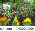 Red salvia and yellow and orange marigold flowers 140221300