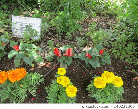 紅色鼠尾草和黃色、橘色萬壽菊 紅色鼠尾草和黃色、橘色萬壽菊 140221300