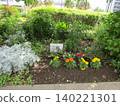 Petinias, begonias, dusty miller, and salvia 140221301