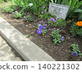 Marigold, Orlaya, Petunia 140221302