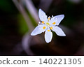 Coptis japonica blooming in Oze Coptis japonica blooming in Oze 140221305