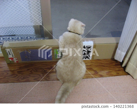 The back of a cat gazing out the window. The back of a cat gazing out the window. 140221368