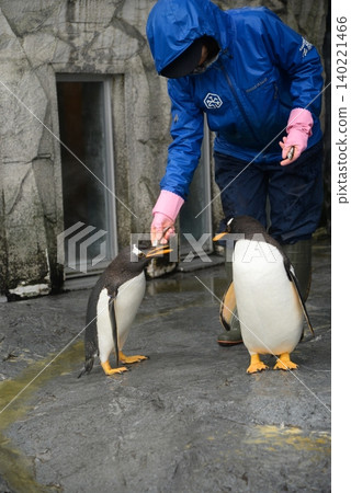 動物園飼養員正在餵企鵝。 動物園飼養員正在餵企鵝。 140221466