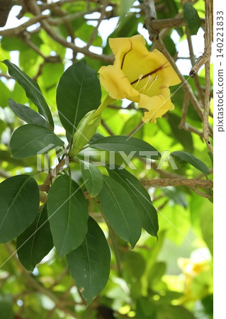 Nature, Plants: Turmeric Trumpet Flower, a climbing shrub native to tropical America. It seems to be enjoyed planted in the ground in Okinawa. Nature, Plants: Turmeric Trumpet Flower, a climbing shrub native to tropical America. It seems to be enjoyed planted in the ground in Okinawa. 140221833
