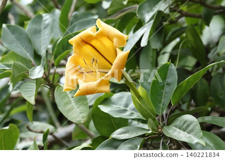 Nature, Plant: Turmeric Trumpet Flower. This flower has a fragrant aroma and can grow up to 20 centimeters in size. The entire plant is poisonous, so caution is advised. Nature, Plant: Turmeric Trumpet Flower. This flower has a fragrant aroma and can grow up to 20 centimeters in size. The entire plant is poisonous, so caution is advised. 140221834