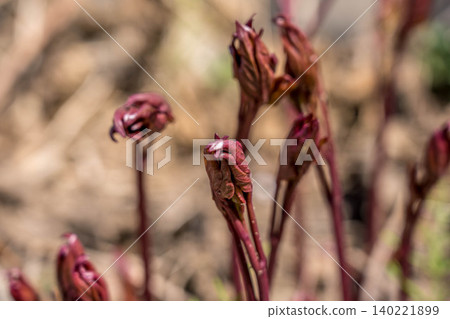 A Red Breath ~Peony Shoots~ A Red Breath ~Peony Shoots~ 140221899