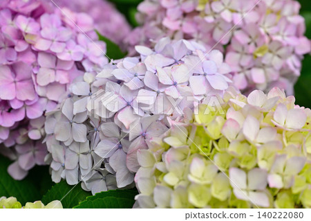 Hydrangea temari flowers are blooming with many ornamental flowers that are turning purple. Hydrangea temari flowers are blooming with many ornamental flowers that are turning purple. 140222080