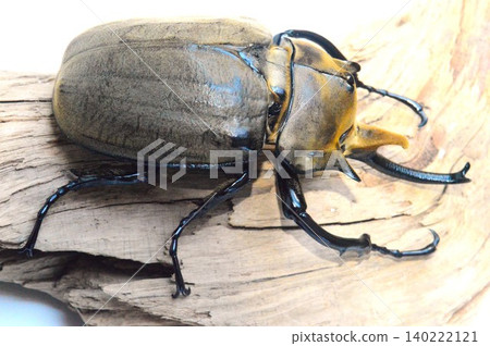 Elephant beetle on a tree, white background Elephant beetle on a tree, white background 140222121