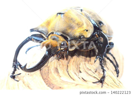 Elephant beetle on a tree, white background Elephant beetle on a tree, white background 140222123