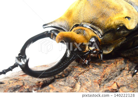 Elephant beetle on a tree, white background Elephant beetle on a tree, white background 140222128