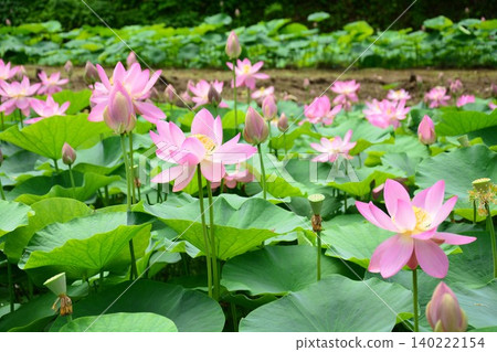 Tokamachi City, Futatsuya: 2000-Year-Old Lotus Flowers 140222154