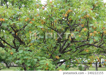 A plum tree that has produced many fruits. A plum tree that has produced many fruits. 140222155