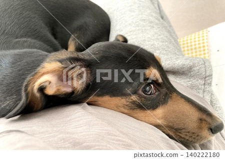 一隻迷你臘腸犬，它根本不想離開你的腿。 140222180