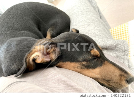 一隻迷你臘腸犬，它根本不想離開你的腿。 140222181