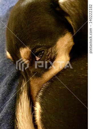 I'm awake, sort of. (Miniature Dachshund, Black and Tan) 140222182