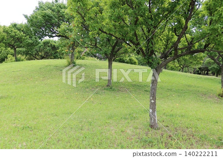 Plum tree 140222211