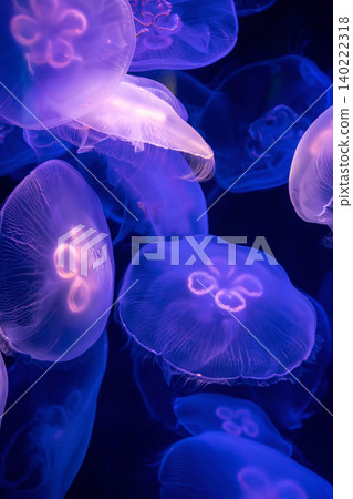 Mysterious moon jellyfish Mysterious moon jellyfish 140222318