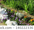 Early summer flowers such as verbena, marigold, dusty miller, and bellflower. 140222336