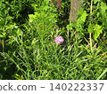 A single pink Dianthus flower in bloom. 140222337