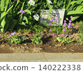 Verbena purple flowers, Orlaya white flowers 140222338