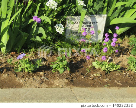 Verbena purple flowers, Orlaya white flowers Verbena purple flowers, Orlaya white flowers 140222338
