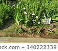 German iris blue big white flower 140222339