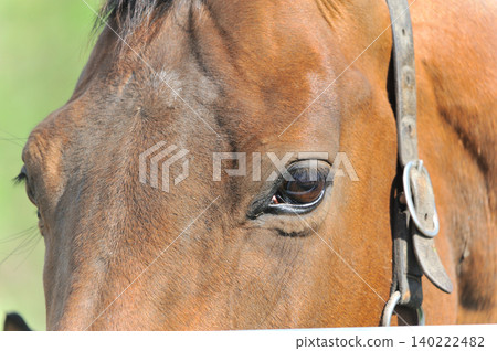 Horse's face Horse's face 140222482